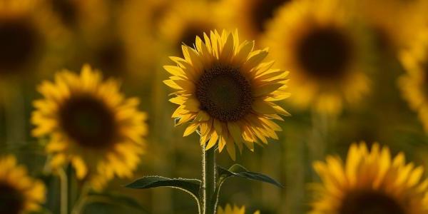 field of sunflowers