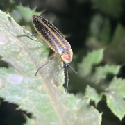 Insect with orange head and black and brown wings sits on a leaf